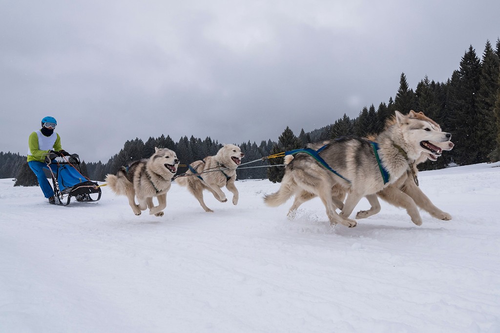 faire du chien de traîneau en Laponie