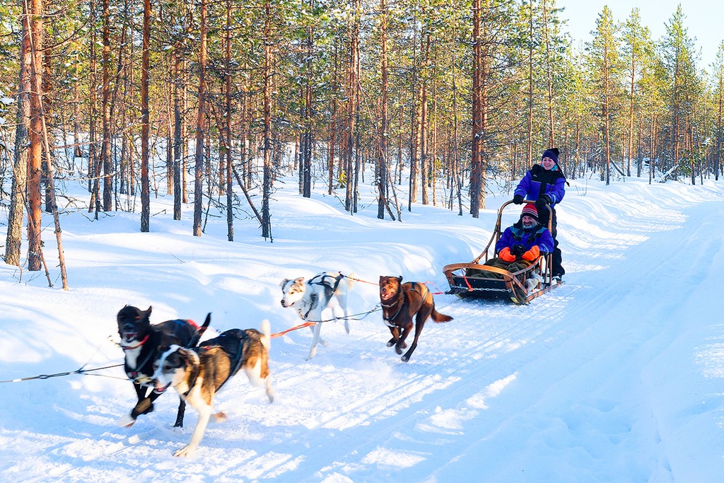 Traineau à chien en Laponie finlandaise
