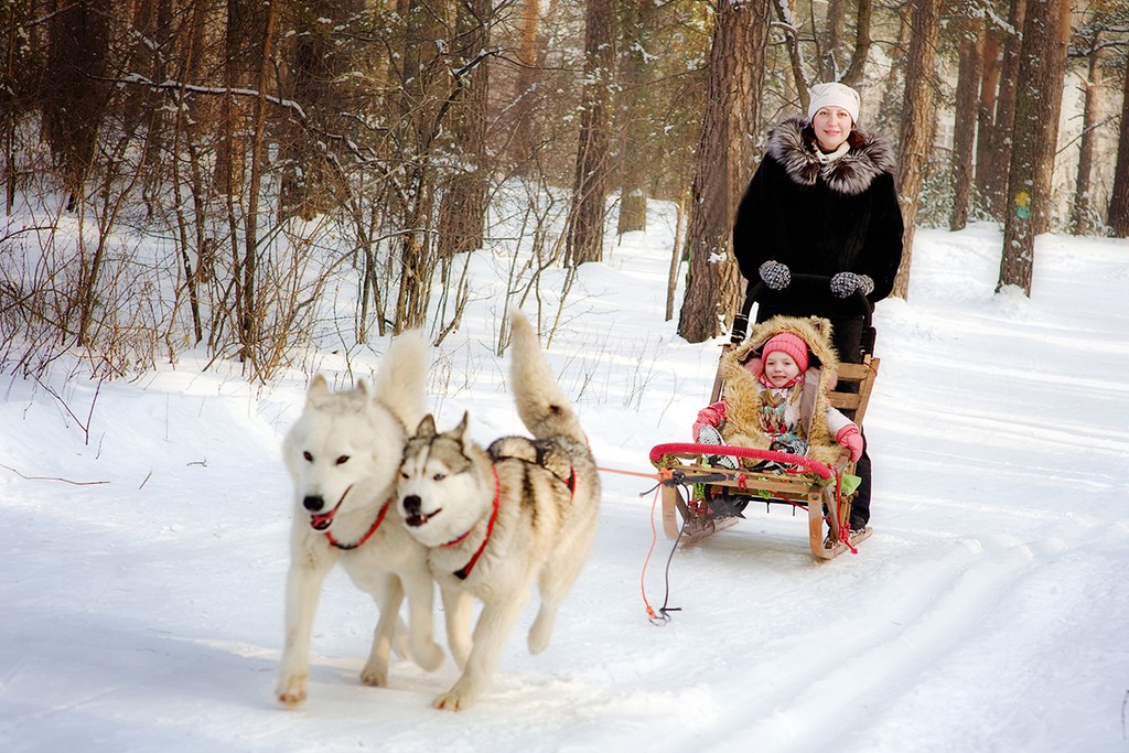le tarif des activités avec les chiens de traîneau en Laponie